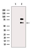 SRMS Antibody in Western Blot (WB)
