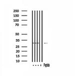 TSSK3 Antibody in Western Blot (WB)