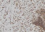 Beclin 2 Polyclonal Antibody
