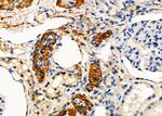 Placental Protein 14 Polyclonal Antibody