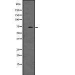 LRRN1 Polyclonal Antibody