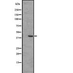 EDG8 Polyclonal Antibody