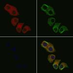 OR51A1P Polyclonal Antibody