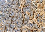OR51A1P Antibody in Immunohistochemistry (Paraffin) (IHC (P))