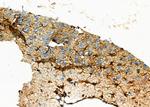 OR51A1P Antibody in Immunohistochemistry (Paraffin) (IHC (P))