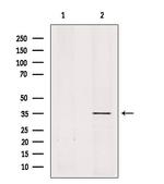 OR51A1P Antibody in Western Blot (WB)
