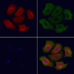 OR51J1 Antibody in Immunocytochemistry (ICC/IF)