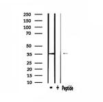 OR51J1 Antibody in Western Blot (WB)
