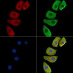 HOR5'Beta13 Antibody in Immunocytochemistry (ICC/IF)