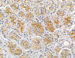 HOR5'Beta13 Antibody in Immunohistochemistry (Paraffin) (IHC (P))