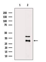 HOR5'Beta13 Antibody in Western Blot (WB)