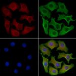 GPR128 Polyclonal Antibody