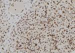 GPR128 Antibody in Immunohistochemistry (Paraffin) (IHC (P))
