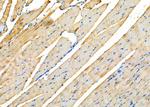 GPR63 Antibody in Immunohistochemistry (Paraffin) (IHC (P))