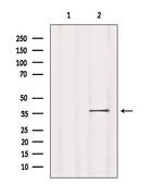 NPBWR1 Polyclonal Antibody