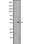 GPR78 Polyclonal Antibody