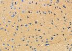 NPBWR2 Polyclonal Antibody