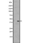 GPR183 Polyclonal Antibody