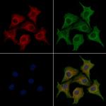 GPR110 Polyclonal Antibody