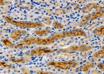GPR141 Antibody in Immunohistochemistry (Paraffin) (IHC (P))