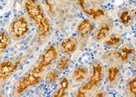 GPR141 Antibody in Immunohistochemistry (Paraffin) (IHC (P))