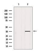 GPR141 Antibody in Western Blot (WB)