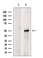 GPR33 Antibody in Western Blot (WB)