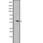 MRGD Antibody in Western Blot (WB)
