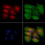 NPSR1 Polyclonal Antibody