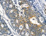 NPY4R Antibody in Immunohistochemistry (Paraffin) (IHC (P))