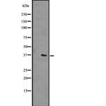 OR51L1 Antibody in Western Blot (WB)