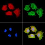 OR51M1 Antibody in Immunocytochemistry (ICC/IF)