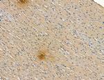 OR51M1 Antibody in Immunohistochemistry (Paraffin) (IHC (P))