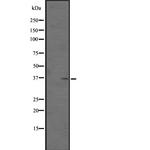 OR51M1 Antibody in Western Blot (WB)