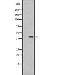 OR1I1 Polyclonal Antibody