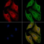 OR1L1 Polyclonal Antibody