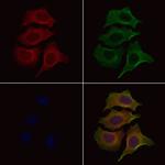 OR1L1 Antibody in Immunocytochemistry (ICC/IF)