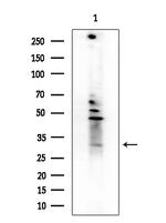 OR1L3 Polyclonal Antibody