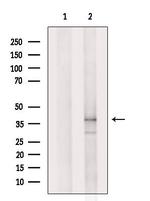 OR2A2 Polyclonal Antibody