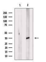 OR2M4 Polyclonal Antibody