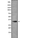 OR2V1 Antibody in Western Blot (WB)