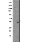 OR2W1 Polyclonal Antibody