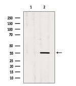 OR3A1 Polyclonal Antibody