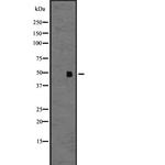 CCR9 Antibody in Western Blot (WB)