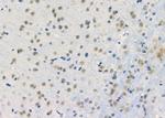 HDAC11 Antibody in Immunohistochemistry (Paraffin) (IHC (P))