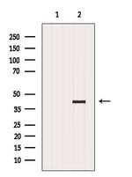 HDAC11 Antibody in Western Blot (WB)