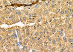 KDEL Receptor Pan Antibody in Immunohistochemistry (Paraffin) (IHC (P))