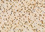 KDEL Receptor Pan Antibody in Immunohistochemistry (Paraffin) (IHC (P))