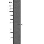 Phospho-CDK1/CDK2 (Thr14) Antibody in Western Blot (WB)
