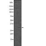 Phospho-CDK1/CDK2 (Thr14) Polyclonal Antibody